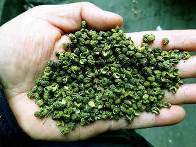 花椒基本知識等級分類專題篇