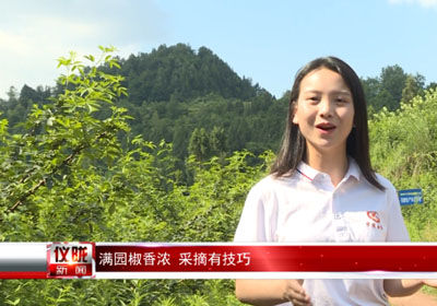 四川鄉村專欄報道：記者體驗，怎樣采摘青花椒