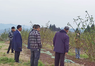 Sichuan Science and Technology Association expert group visited Qianjiufa planting base to guide the work    ?